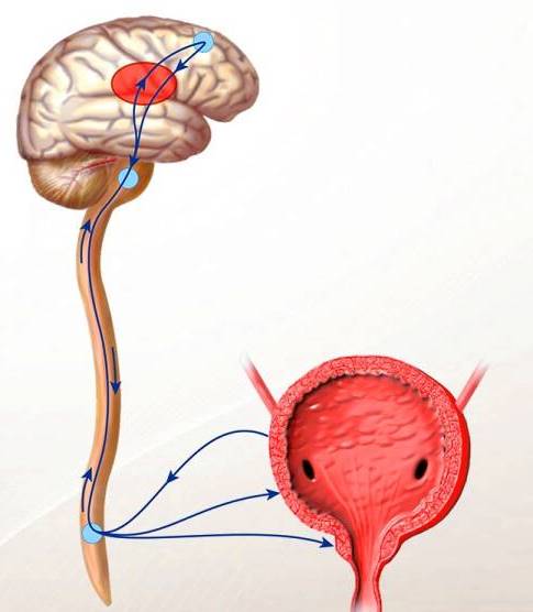 Рефлекторная связь между центральной нервной системой и  мочевым пузырем