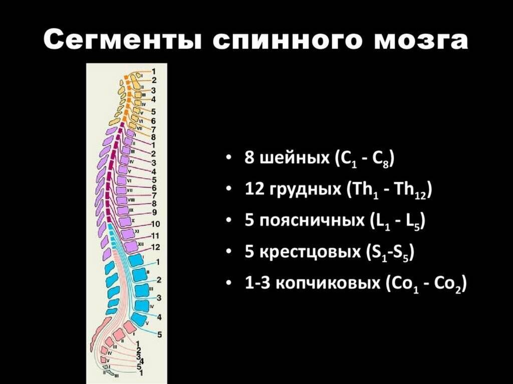Сегменты уровней спинного мозга