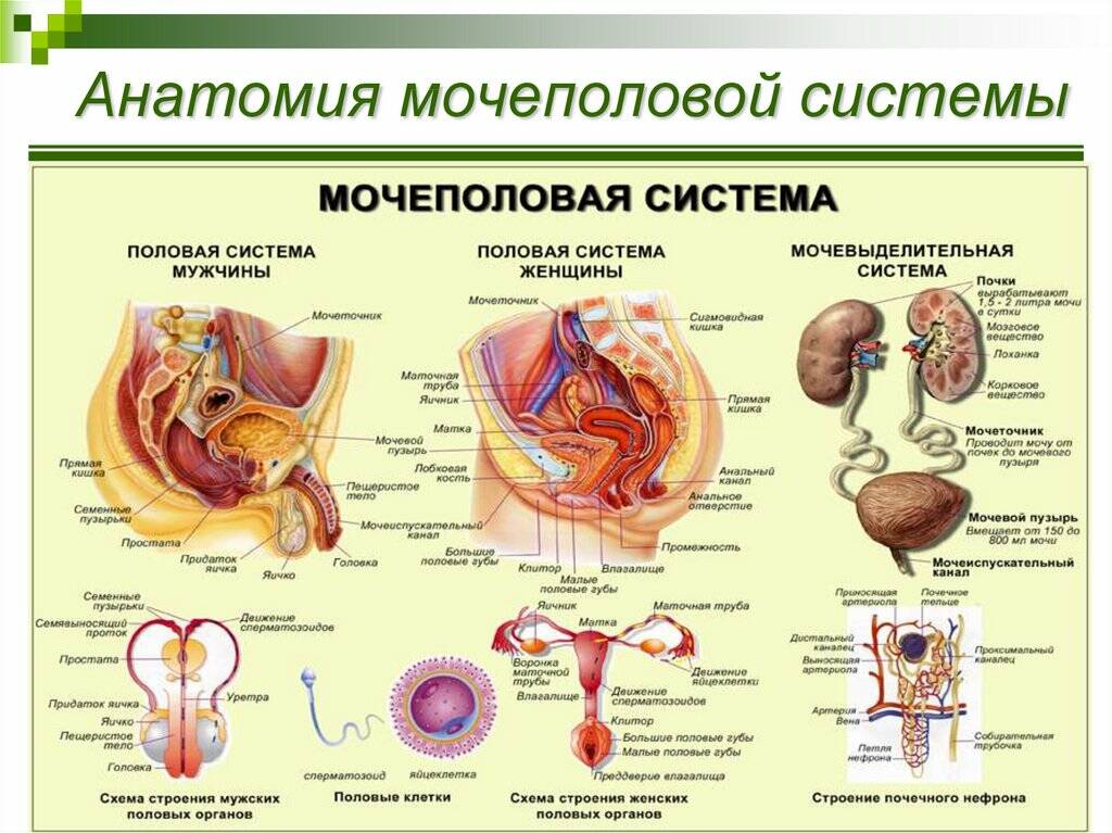 Анатомия мочеполовой системы 
