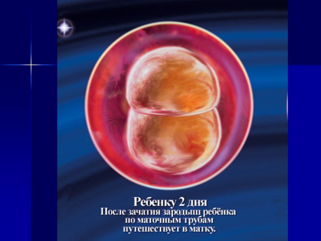 2 недели зародышу- деление оплодотворенной яйцеклетки