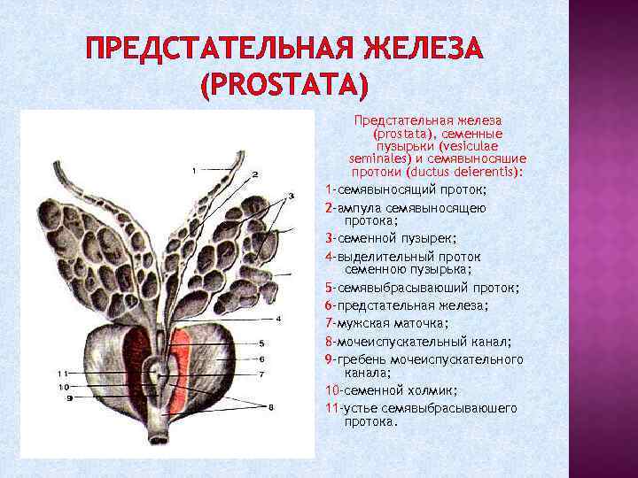 Простата анатомия и внутренние мужские половые органы