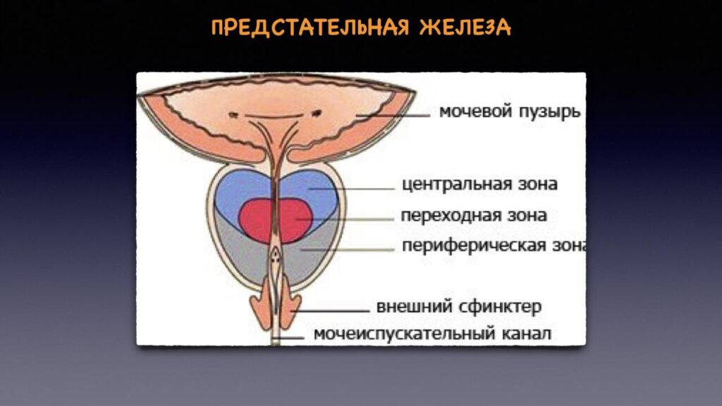 Зоны простаты